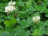 Trifolium repens