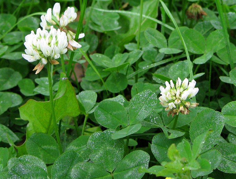 Image of Trifolium repens specimen.