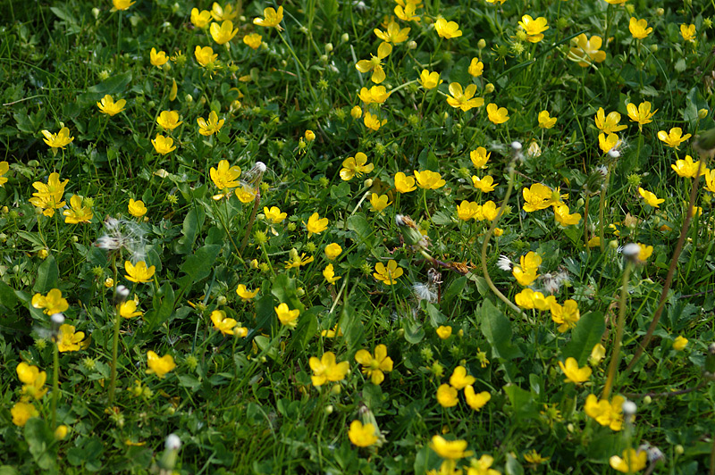 Изображение особи Ranunculus repens.