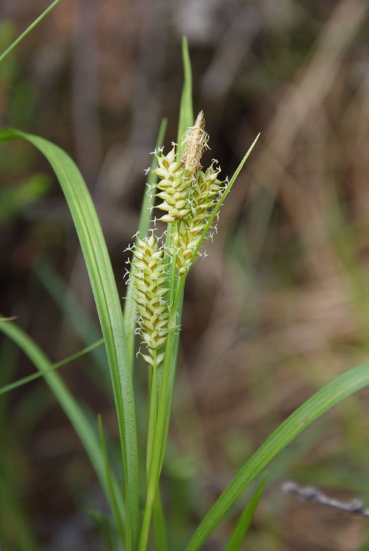 Изображение особи Carex mollissima.