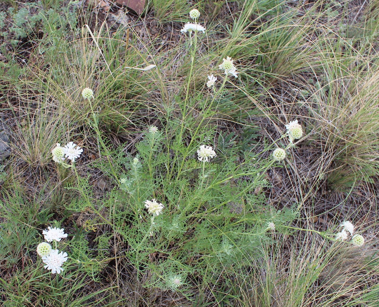 Image of Scabiosa ochroleuca specimen.