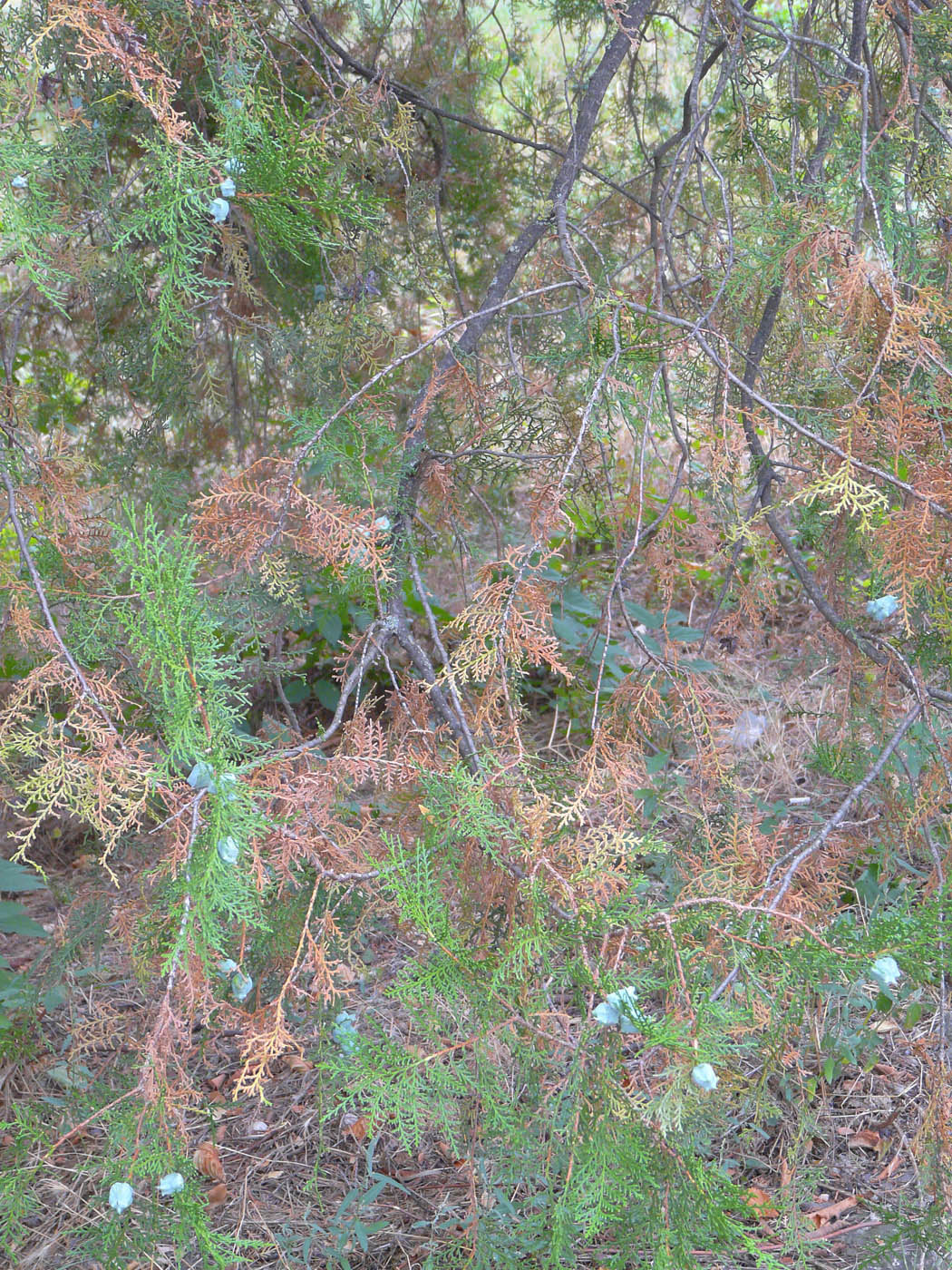 Изображение особи Platycladus orientalis.