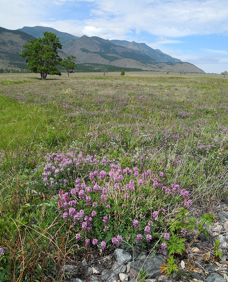 Image of Astragalus rytyensis specimen.