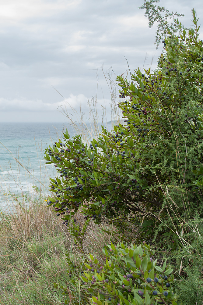 Image of Myrtus communis specimen.