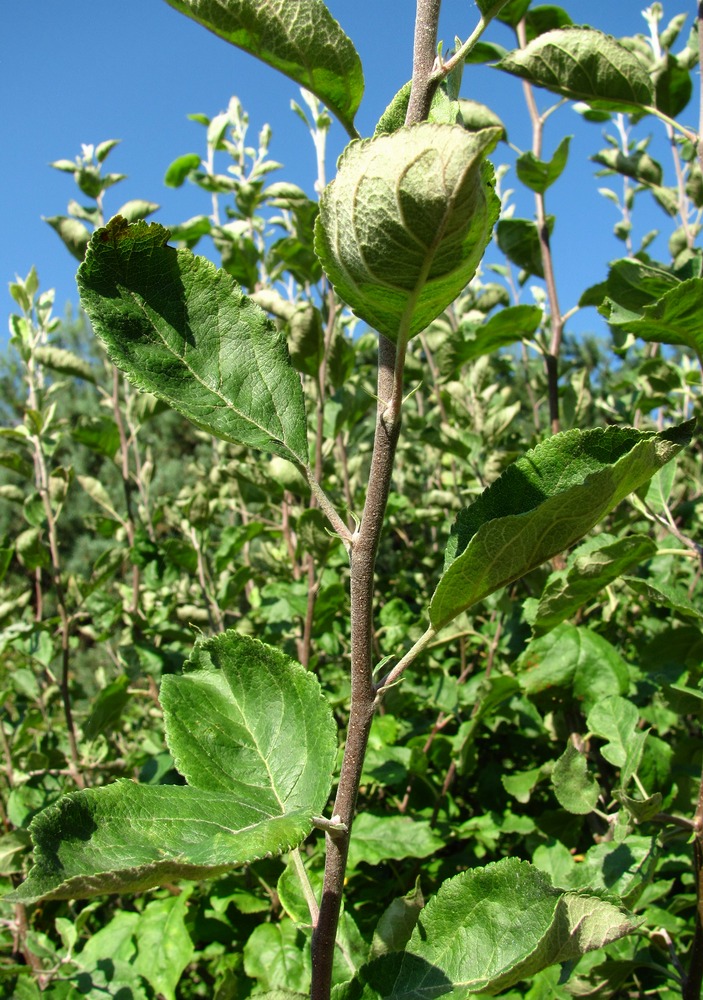 Image of genus Malus specimen.