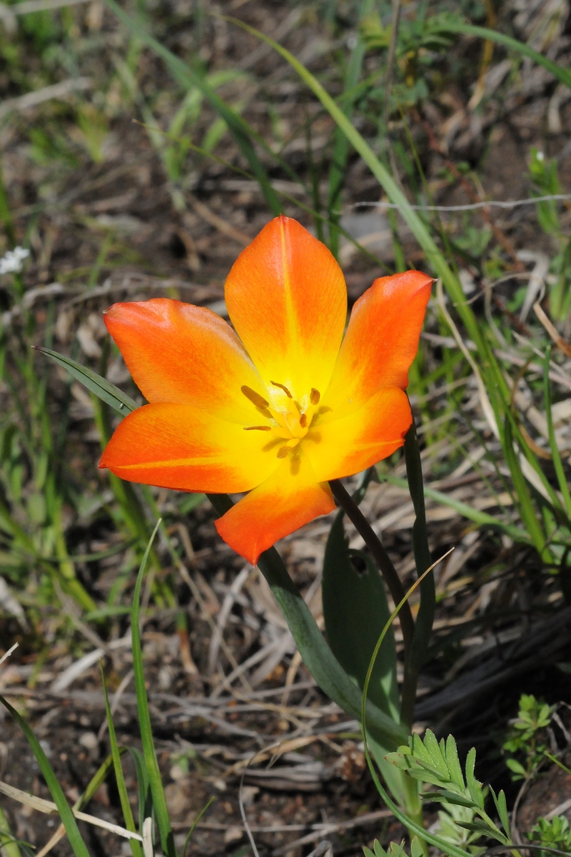 Изображение особи Tulipa ostrowskiana.