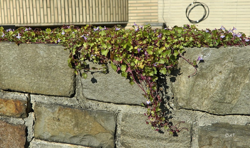 Image of Cymbalaria muralis specimen.