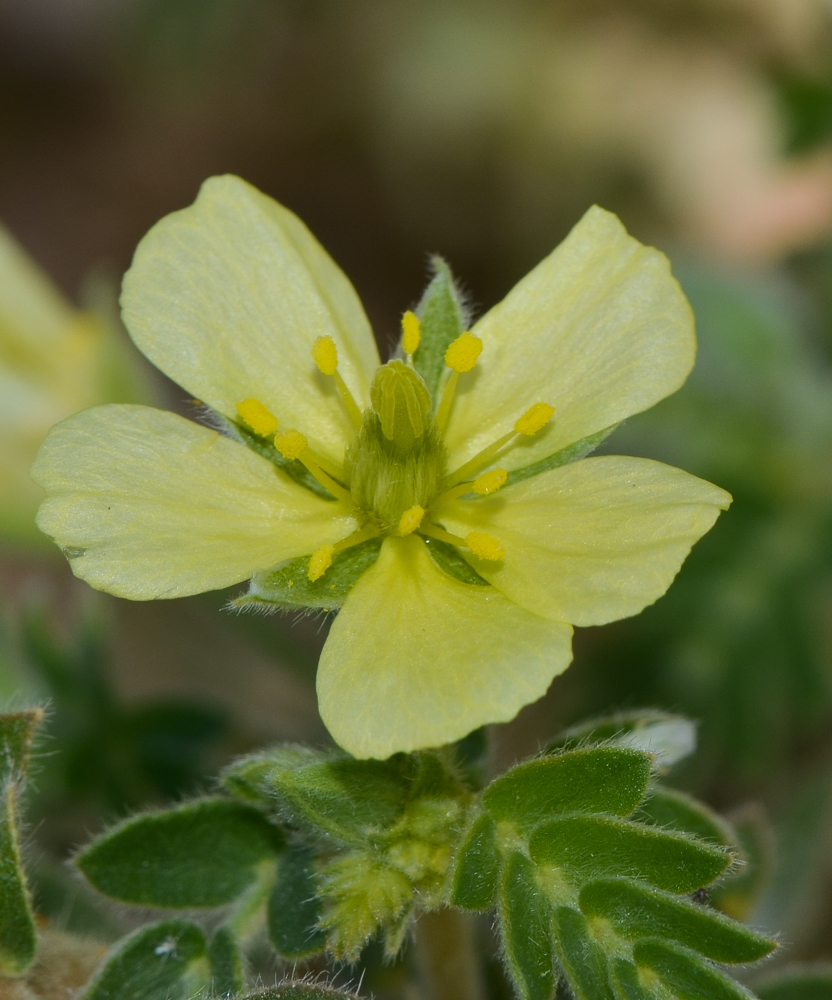 Image of Tribulus macropterus specimen.