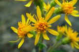 Solidago virgaurea. Соцветия-корзинки. Новгородская обл., Боровичский р-н, западнее г. Боровичи, на вырубке. 20.06.2015.
