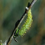 Salix triandra. Мужское соцветие. Московская обл., Раменский р-н, окр. ж.-д. платформы Хрипань, смешанный лес у ЛЭП. 09.05.2015.
