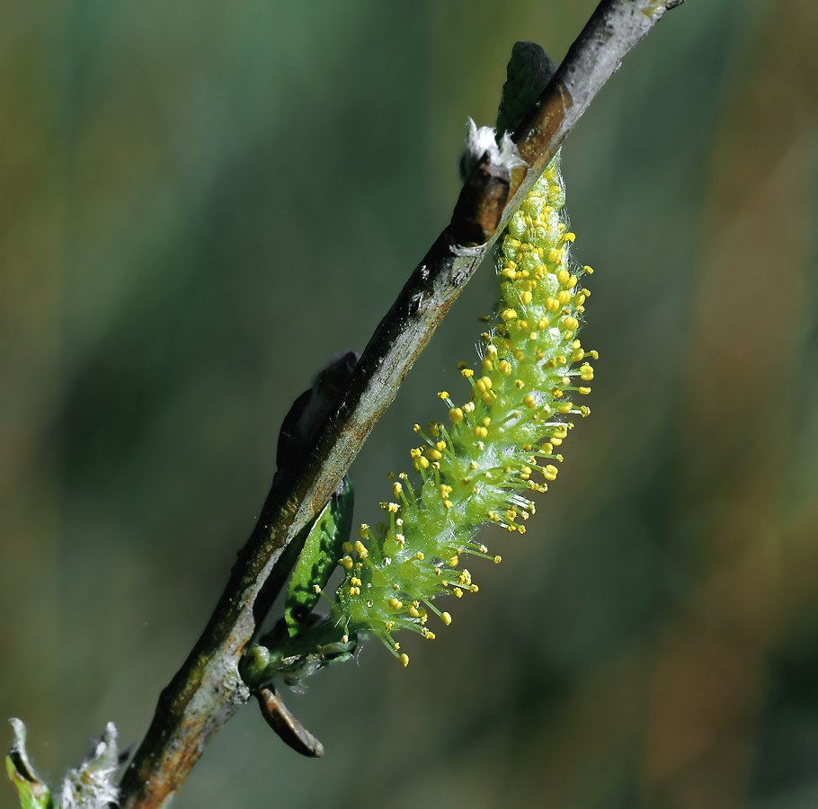 Image of Salix triandra specimen.