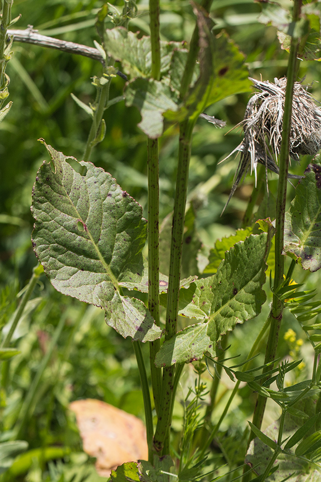 Изображение особи род Rumex.