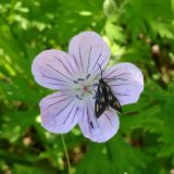 Geranium yesoense. Цветок с кормящейся бабочкой. Курильские о-ва, Кунашир, окр. дачного пос. Третьяково. 17 июля 2015 г.