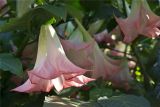 Brugmansia suaveolens. Цветки. Крым, Никитский ботанический сад. 25.09.2012.