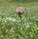 Stemmacantha carthamoides. Верхушка плодоносящего растения. Восточно-Казахстанская обл., г. Риддер, окр. Малоульбинского вдхр., Россыпной Белок, возле Золотой Горы и берега вдхр. 29.07.2008.