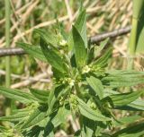 Lithospermum officinale