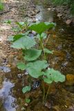 Petasites radiatus