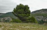 Pinus halepensis