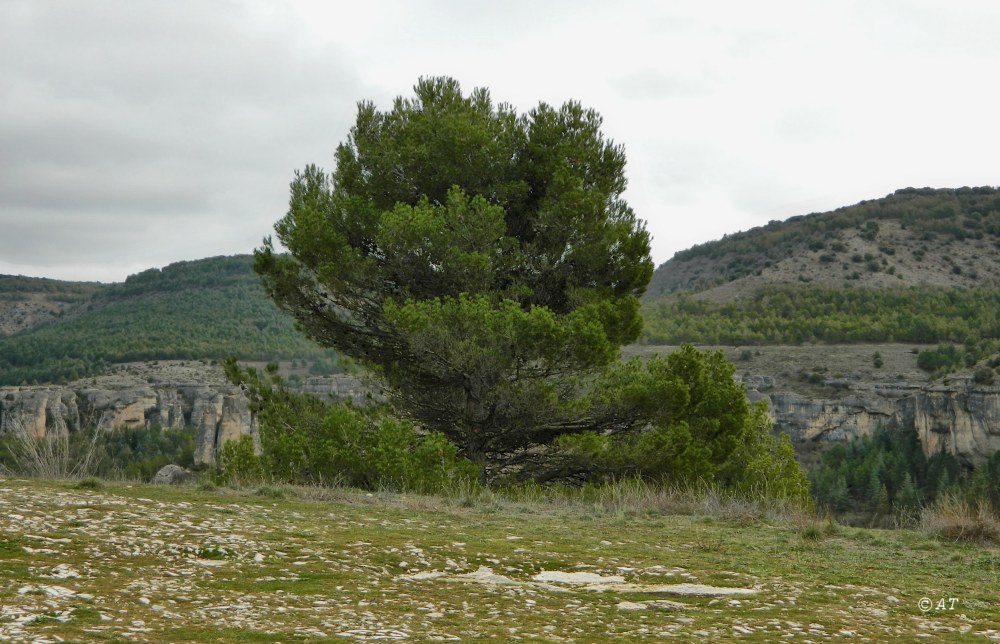 Изображение особи Pinus halepensis.