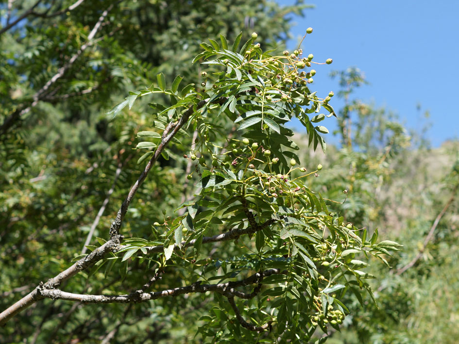Image of Sorbus tianschanica specimen.