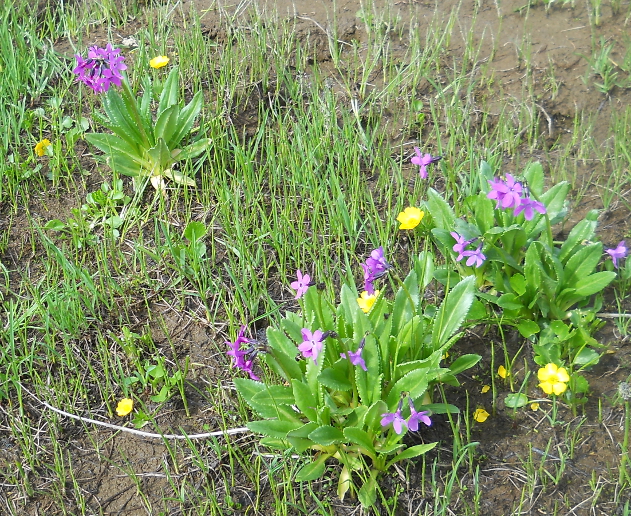Image of Primula nivalis specimen.
