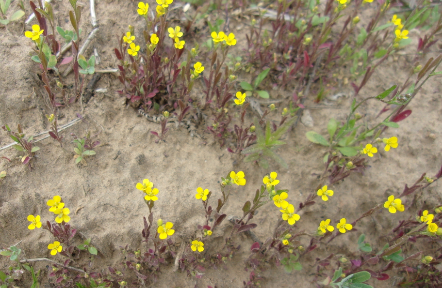 Изображение особи Erysimum hieraciifolium.