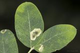 Caragana arborescens