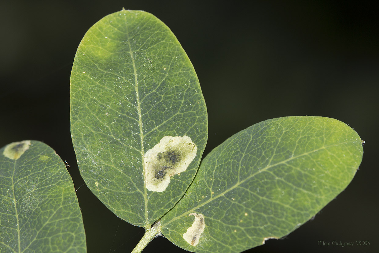 Изображение особи Caragana arborescens.