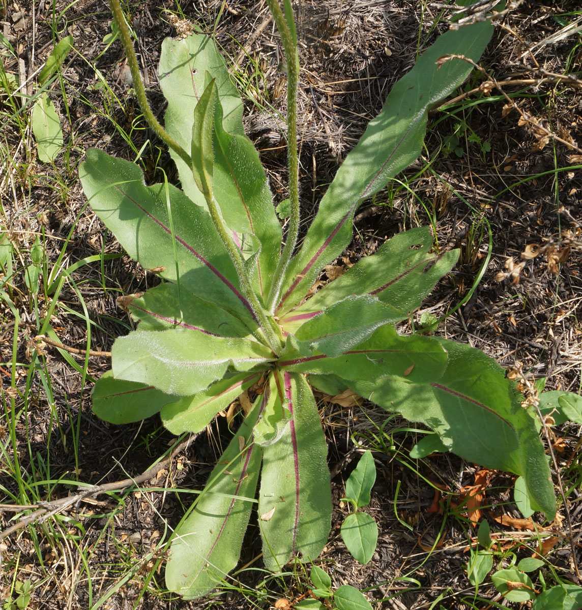 Изображение особи Trommsdorffia maculata.