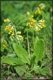 Primula macrocalyx. Цветущее растение. Республика Татарстан, Муслюмовскийр-н, ГПЗ \"Нарат-Астинский бор\". 18.05.2008.