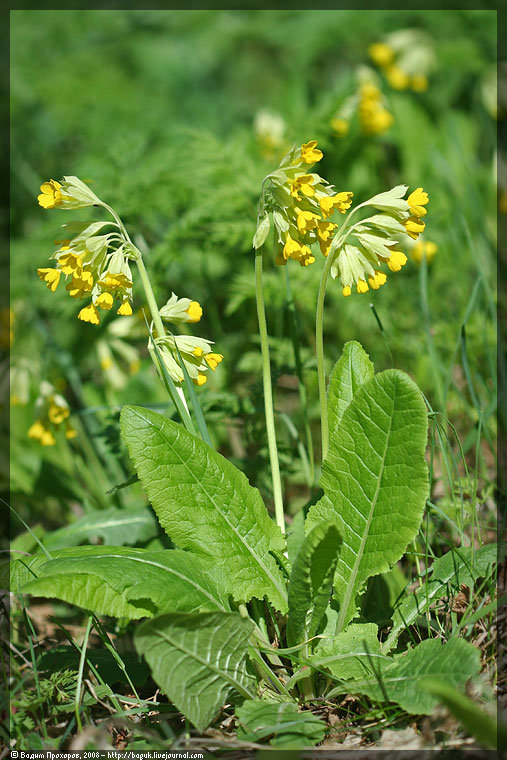 Image of Primula macrocalyx specimen.