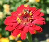 Image of taxon representative. Author is Тамара Риб