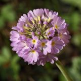 Primula denticulata