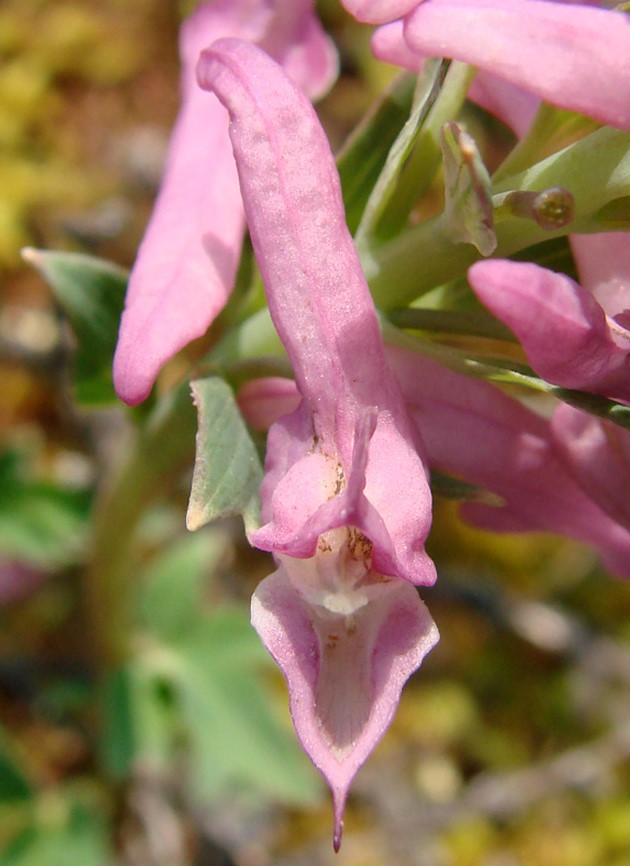 Image of Corydalis paeoniifolia specimen.