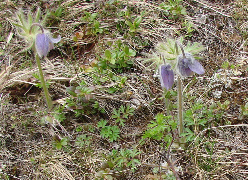 Изображение особи Pulsatilla ajanensis.