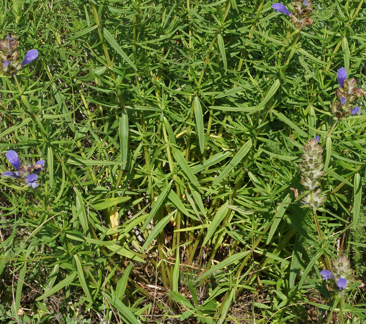Image of Dracocephalum ruyschiana specimen.