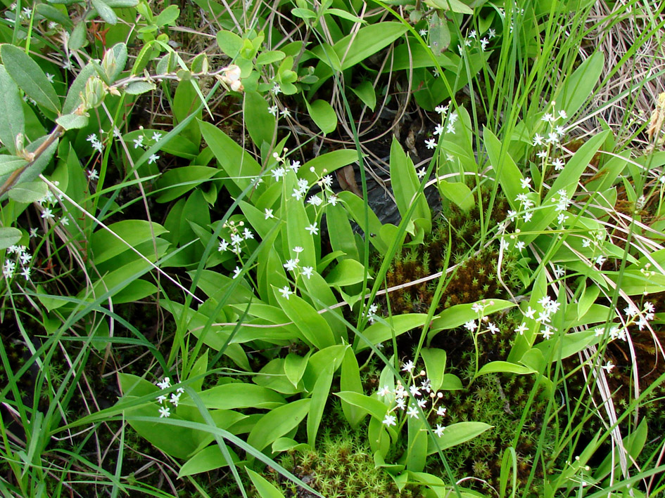 Image of Smilacina trifolia specimen.