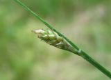 Carex canescens