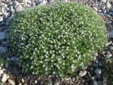 Stellaria dichotoma. Цветущее растение на галечной косе. Иркутская обл., Ольхонский р-н, Маломорское побережье Байкала, мыс Зундук. 21.07.2013.