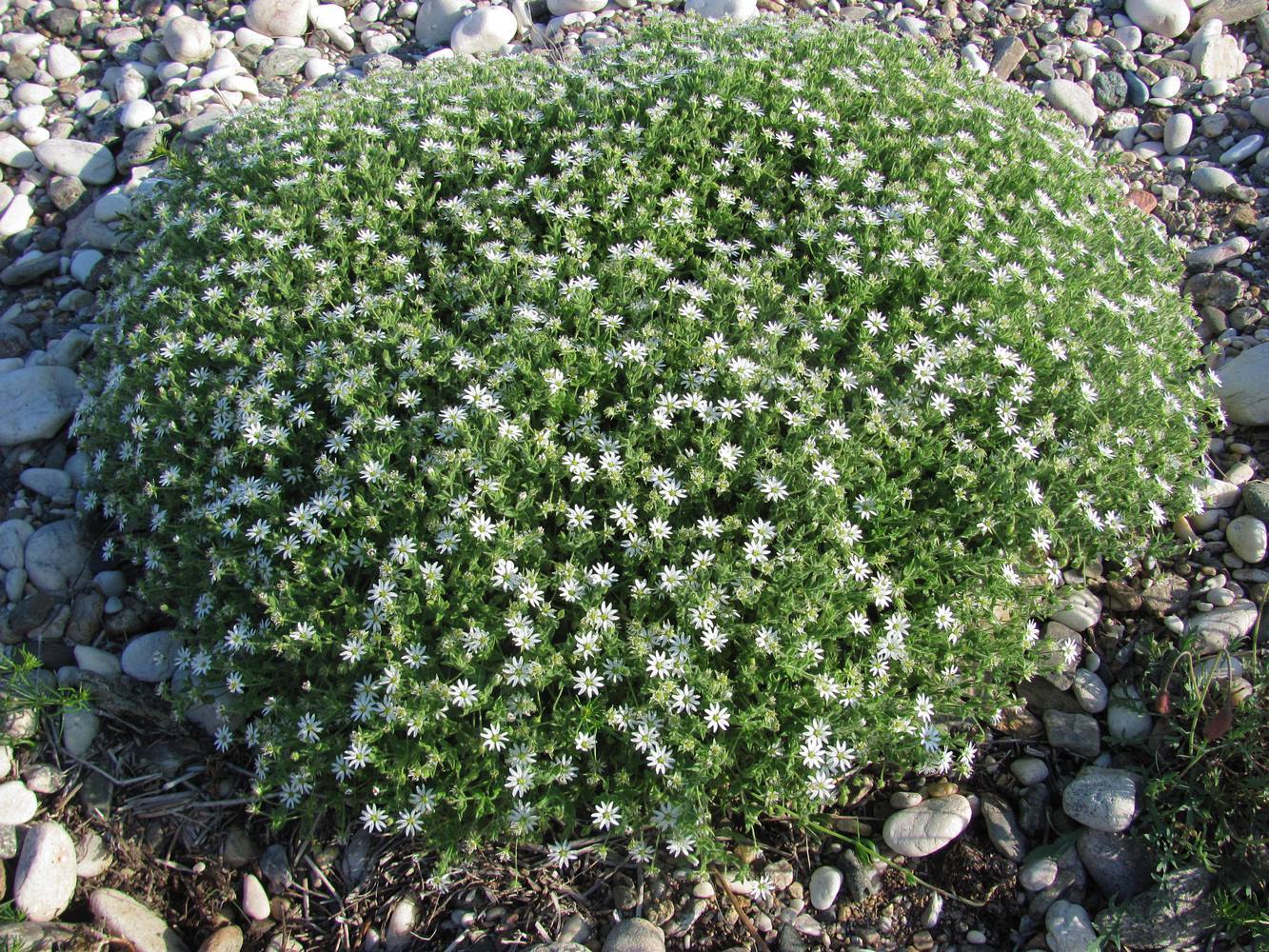 Image of Stellaria dichotoma specimen.