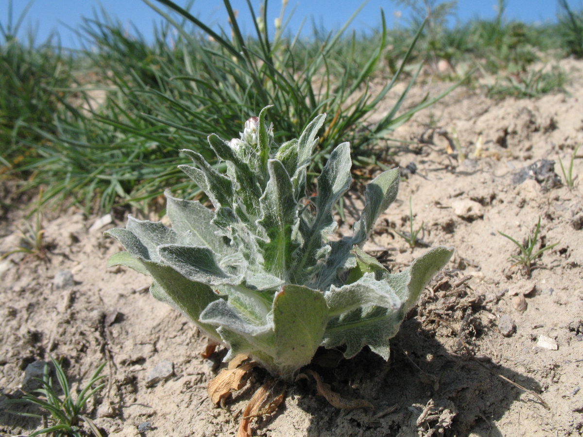 Image of Hyalea pulchella specimen.