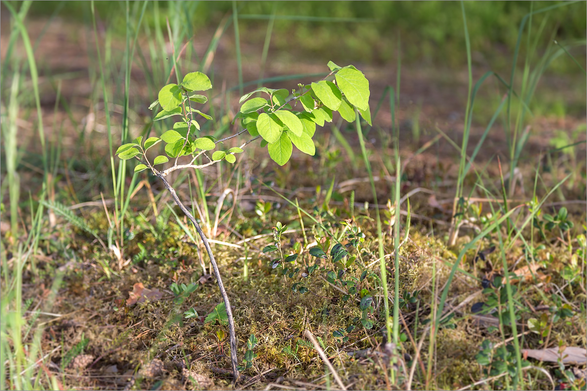 Изображение особи Lonicera xylosteum.