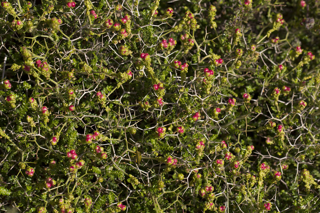 Изображение особи Sarcopoterium spinosum.