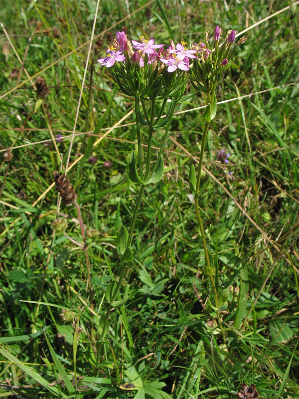 Image of Centaurium erythraea specimen.