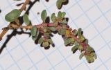 Suaeda vermiculata