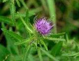 Cirsium vlassovianum. Верхушка побега с соцветием. Приморье, Хасанский р-н, п-ов Гамова, мыс Гамова, приморский луг. 28.08.2015.