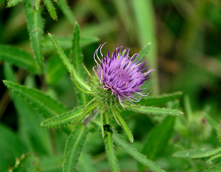 Image of Cirsium vlassovianum specimen.