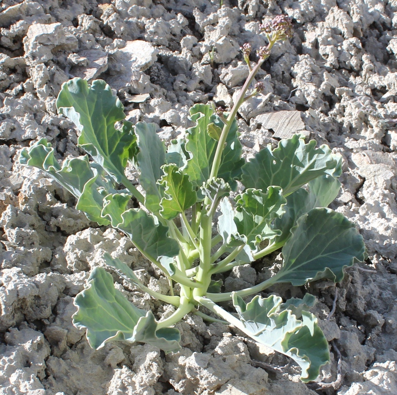 Image of Crambe edentula specimen.