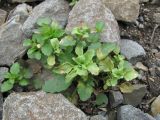 Viola arvensis