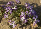 Matthiola tricuspidata